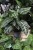 Aphelandra squarrosa 'Dania' (3).JPG
