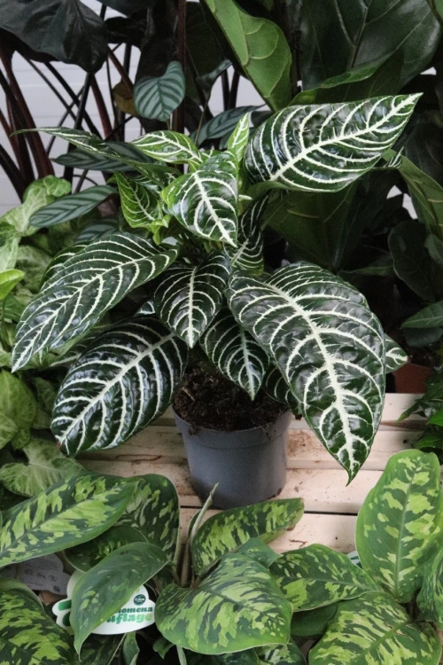 Aphelandra squarrosa 'Dania' (3).JPG