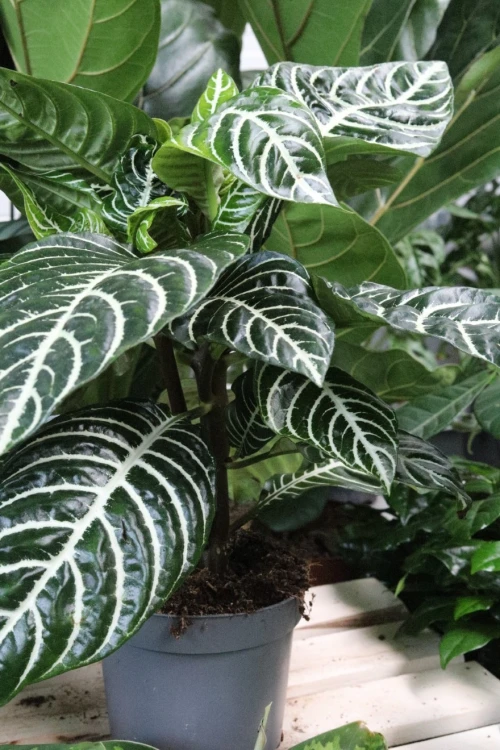 Aphelandra squarrosa 'Dania' (4).JPG