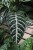 Aphelandra squarrosa 'Dania' (1).JPG
