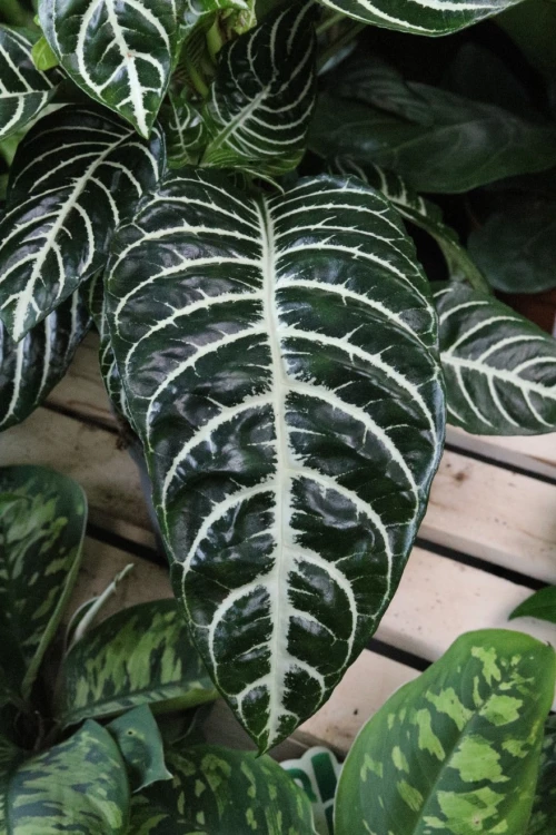 Aphelandra squarrosa 'Dania' (1).JPG