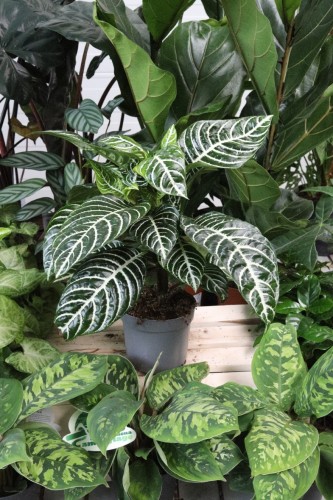 Aphelandra squarrosa 'Dania' (2).JPG