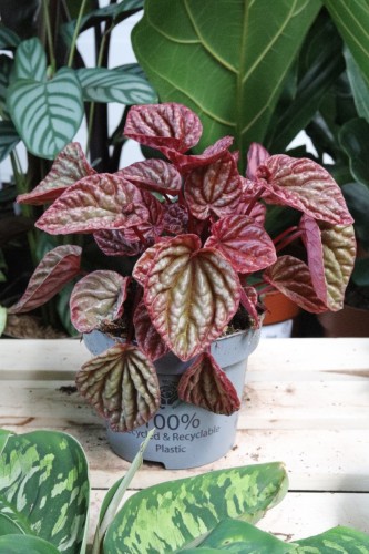 Peperomia caperata ‘Quito Lime’ (1).JPG