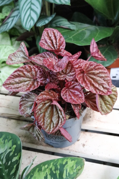 Peperomia caperata ‘Quito Lime’ (3).JPG