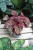 Peperomia caperata ‘Quito Lime’ (4).JPG