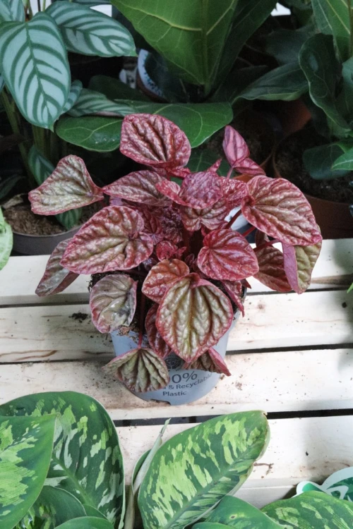 Peperomia caperata ‘Quito Lime’ (4).JPG
