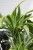 dracaena lemon lime (4).JPG
