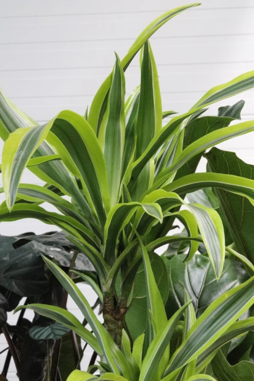dracaena lemon lime (4).JPG