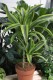 dracaena lemon lime (1).JPG