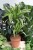 dracaena lemon lime (2).JPG