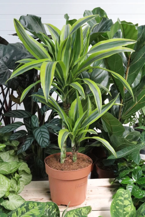 dracaena lemon lime (2).JPG