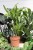 dracaena lemon lime (3).JPG