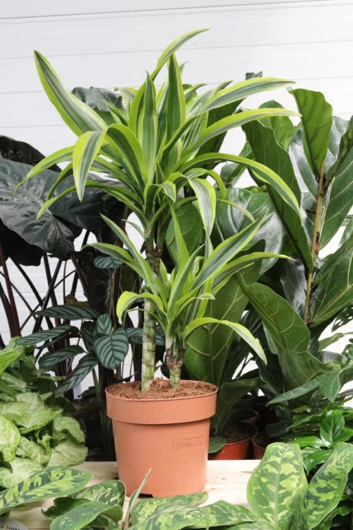 dracaena lemon lime (3).JPG
