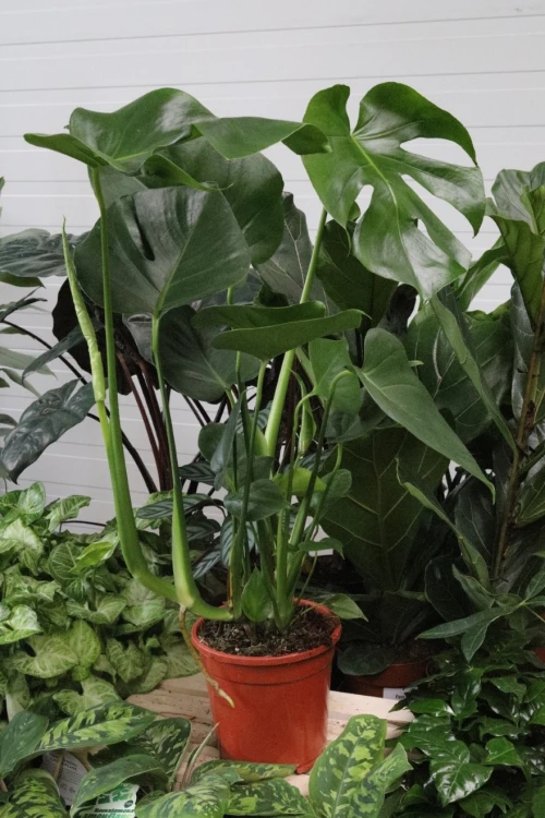 monstera deliciosa (5).JPG