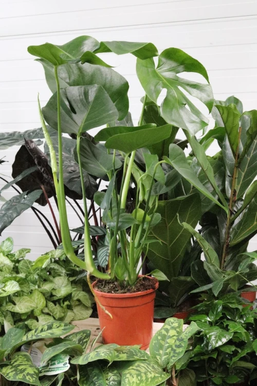 monstera deliciosa (1).JPG