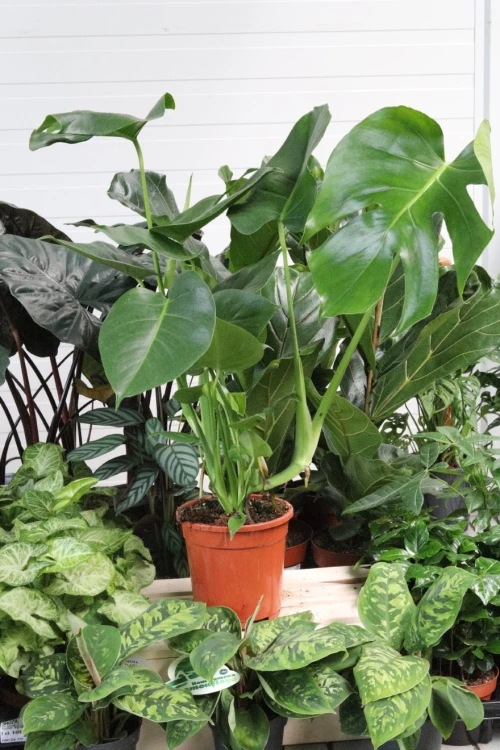 monstera deliciosa (2).JPG