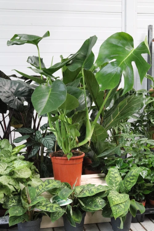 monstera deliciosa (3).JPG