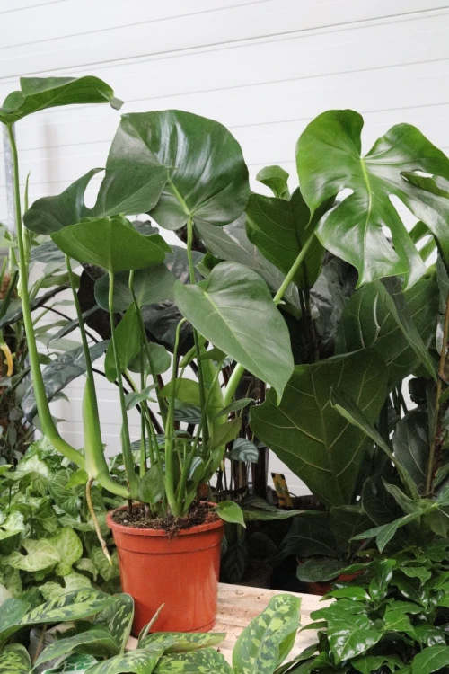 monstera deliciosa (4).JPG