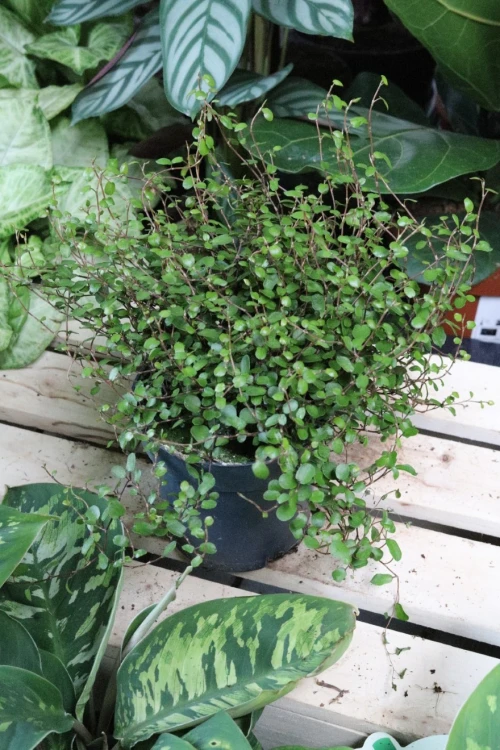 Muehlenbeckia complexa  (4).JPG