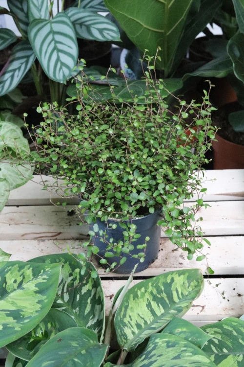 Muehlenbeckia complexa  (2).JPG