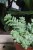 Sedum Burrito  (1).JPG