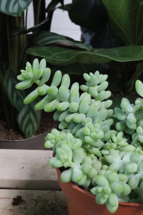 Sedum Burrito  (1).JPG
