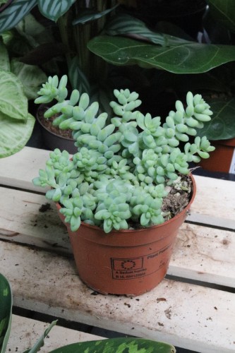 Sedum Burrito  (2).JPG
