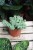 Sedum Burrito  (3).JPG