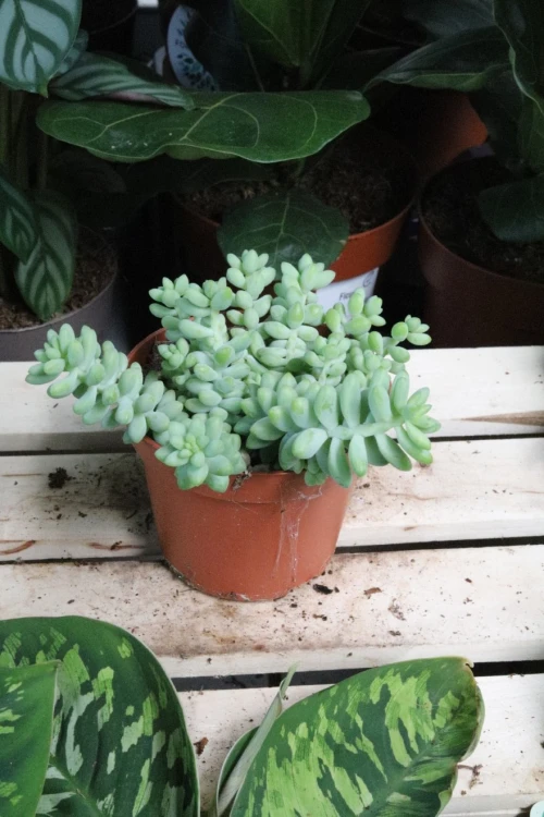 Sedum Burrito  (3).JPG