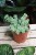 Sedum Burrito  (4).JPG
