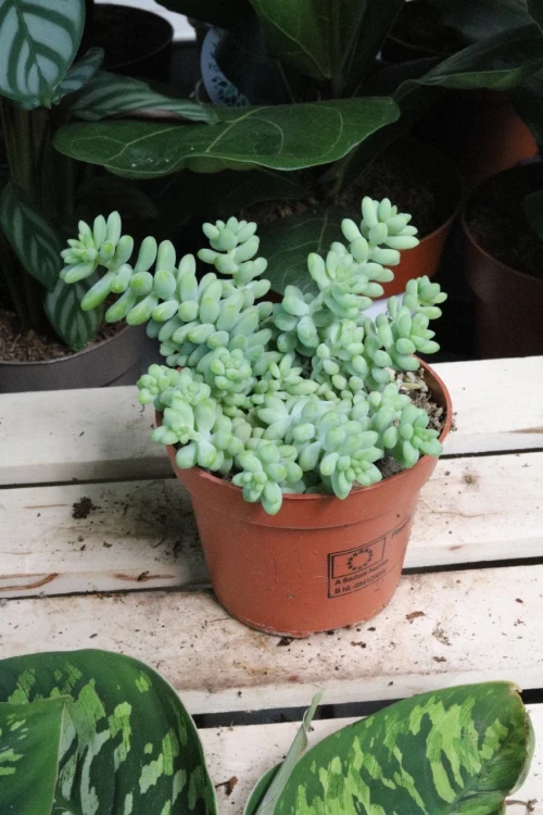 Sedum Burrito  (4).JPG