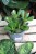Crassula ovata 'Minor'  (1).JPG