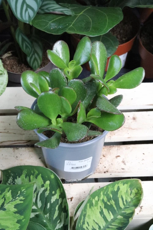 Crassula ovata 'Minor'  (1).JPG