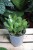 Crassula ovata 'Minor'  (2).JPG