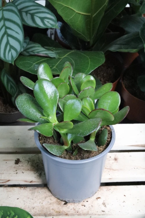 Crassula ovata 'Minor'  (2).JPG
