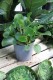pilea peperomioides (1).JPG