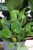 pilea peperomioides (2).JPG
