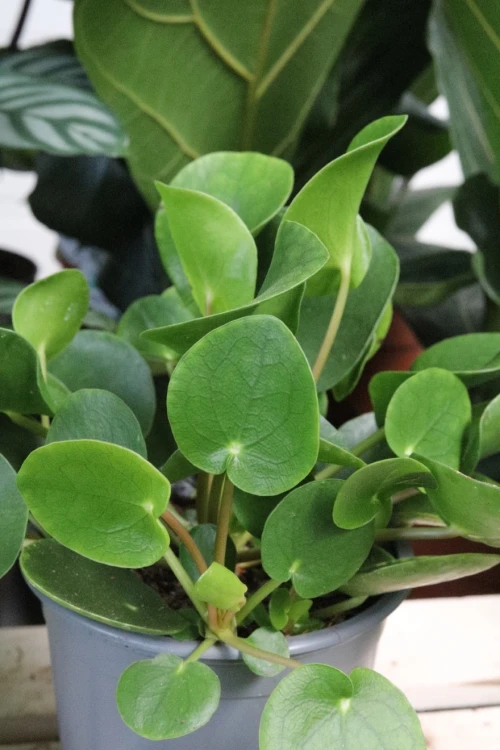 pilea peperomioides (2).JPG