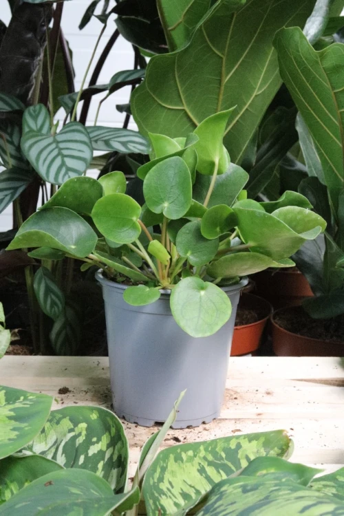 pilea peperomioides (3).JPG