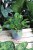 pilea peperomioides (4).JPG