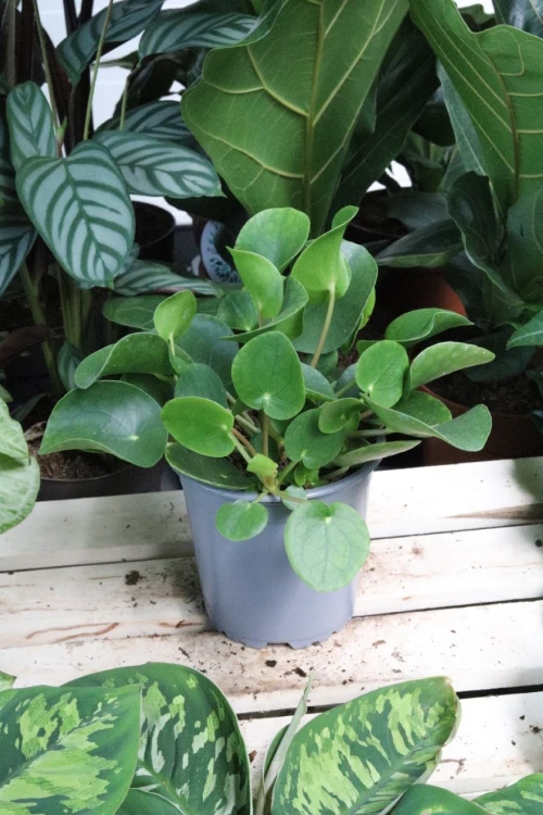pilea peperomioides (4).JPG