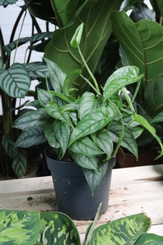 monstera siltepecana (3).JPG
