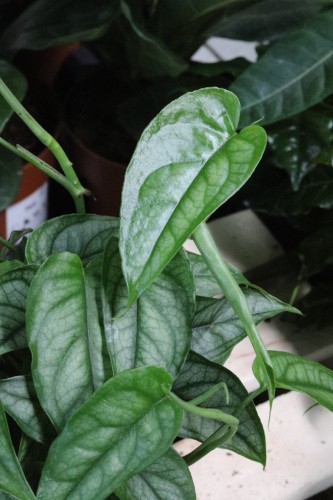 monstera siltepecana (1).JPG