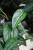 monstera siltepecana (1).JPG