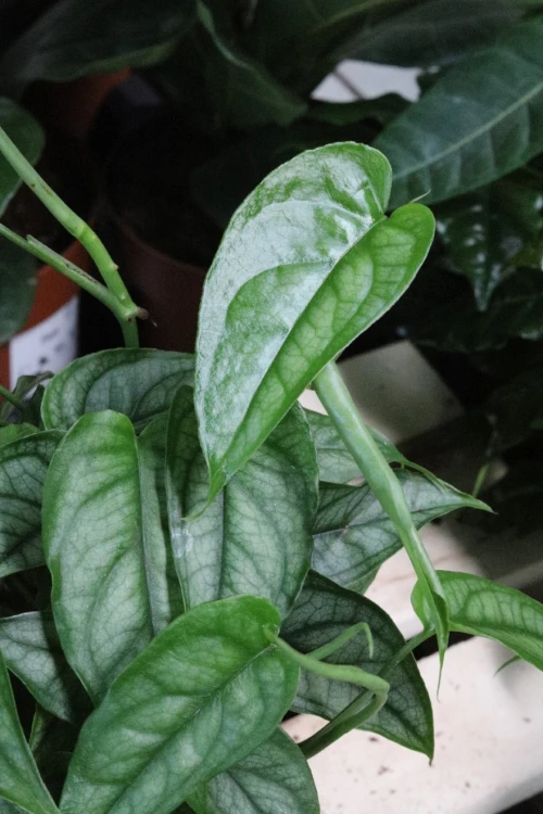 monstera siltepecana (1).JPG