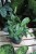monstera siltepecana (2).JPG