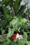 Syngonium Arrow (Zroślicha) XL
