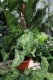 syngonium arrow (3).JPG