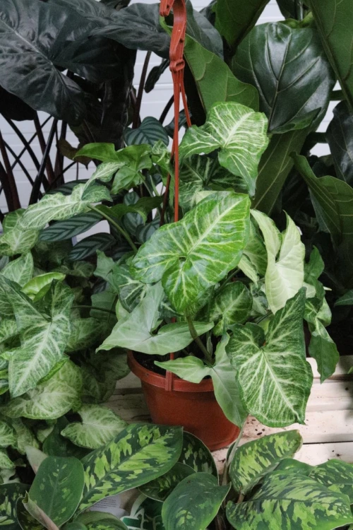syngonium arrow (4).JPG