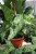 syngonium arrow (1).JPG